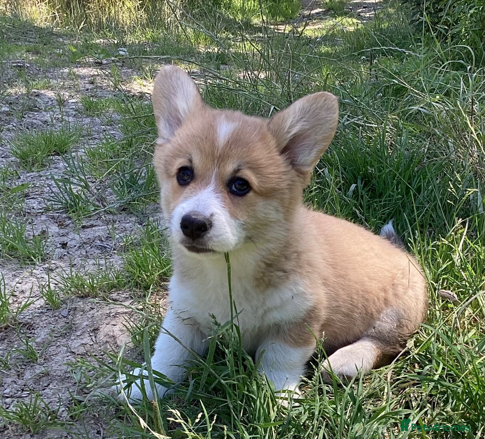 Welsh Corgi Pembroke dogs Super Freindly Welsh Pembroke Corgi - Advert 1