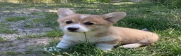 Welsh Corgi Pembroke dogs for sale: Super Freindly Welsh Pembroke Corgi - Advert 4