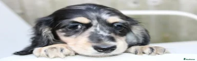 Miniature Dachshund 4