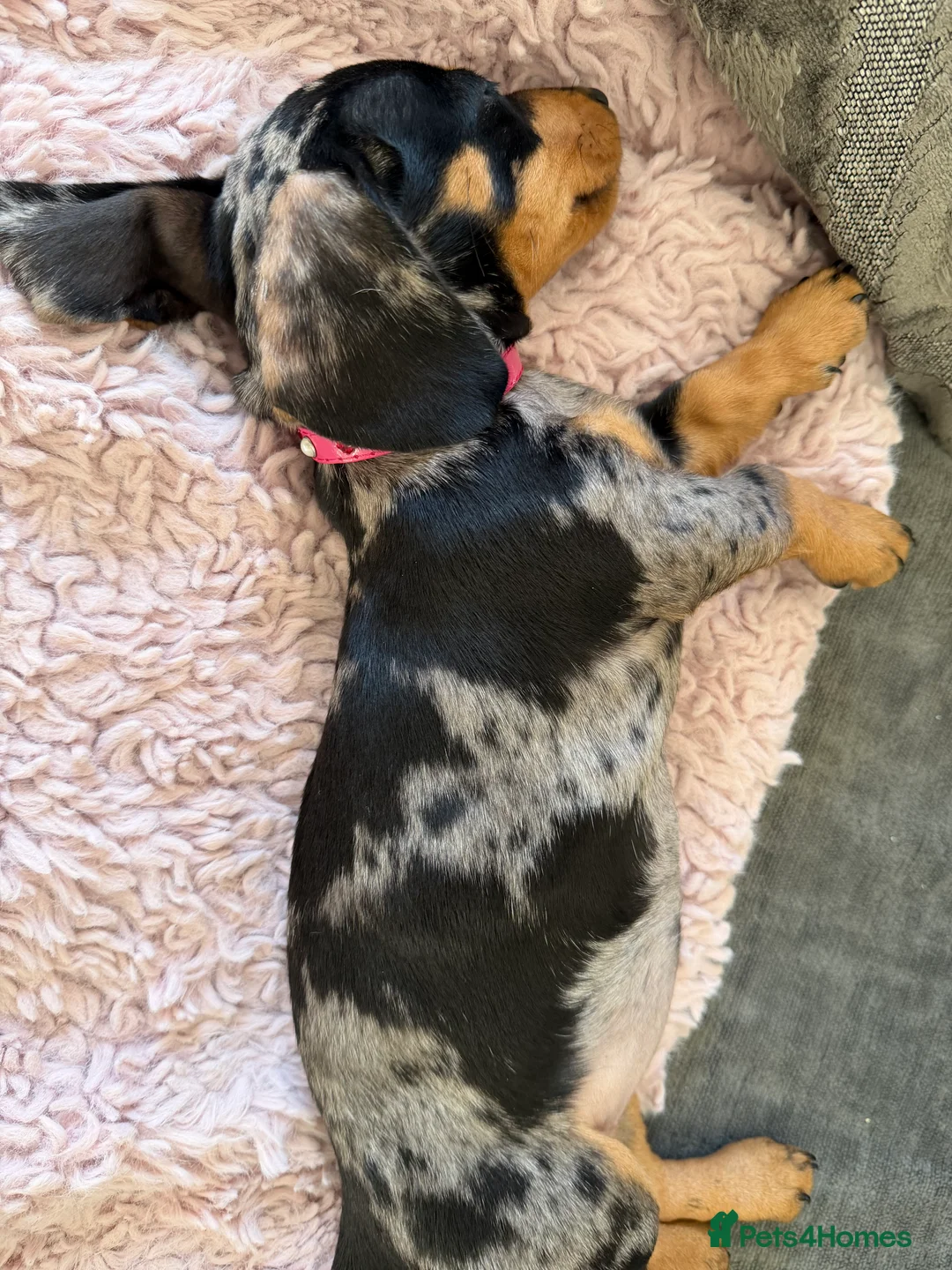 Miniature Dachshund dogs for sale: 🌼 Daisy 🌼  - Advert 9