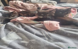 Mixed Breed cats for sale: Maine coon X - Image 1