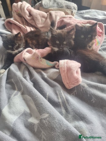 Mixed Breed cats - Advert 4