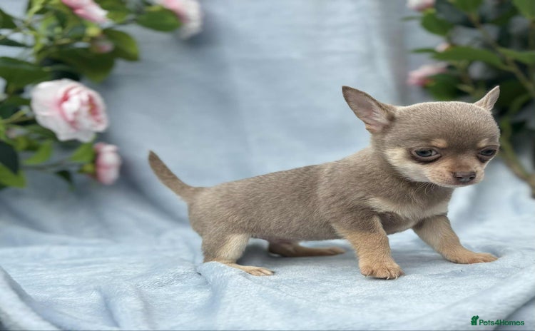 Chihuahua dogs - Advert 11