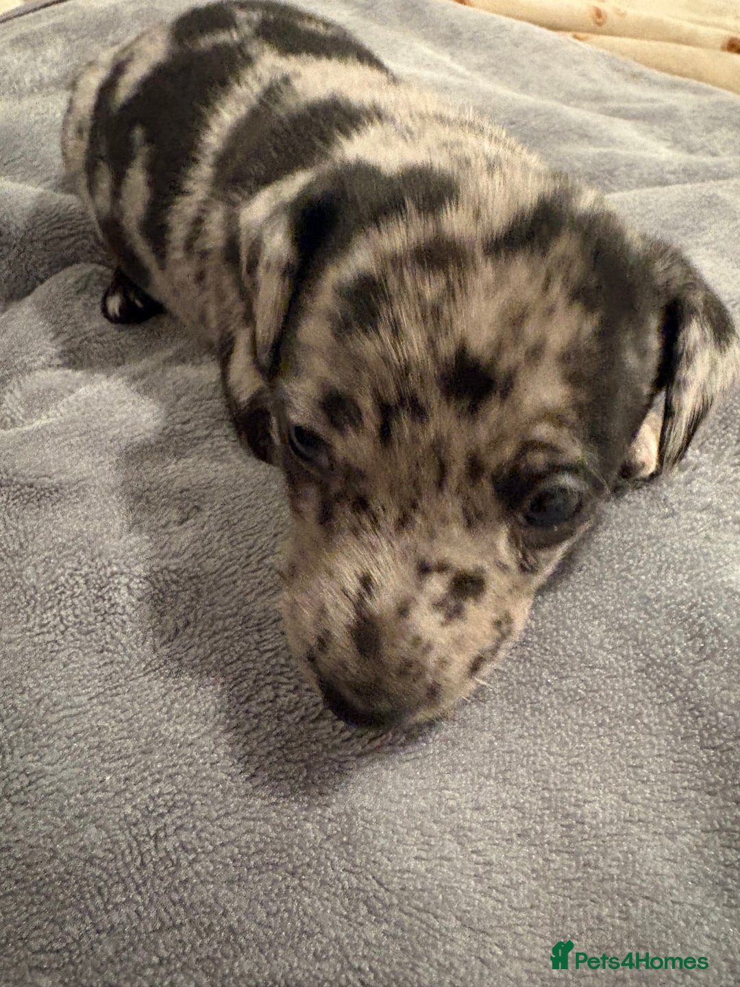 Jack Russell dogs for sale: Much wenlock jrt puppies 4 weeks old  - Advert 4