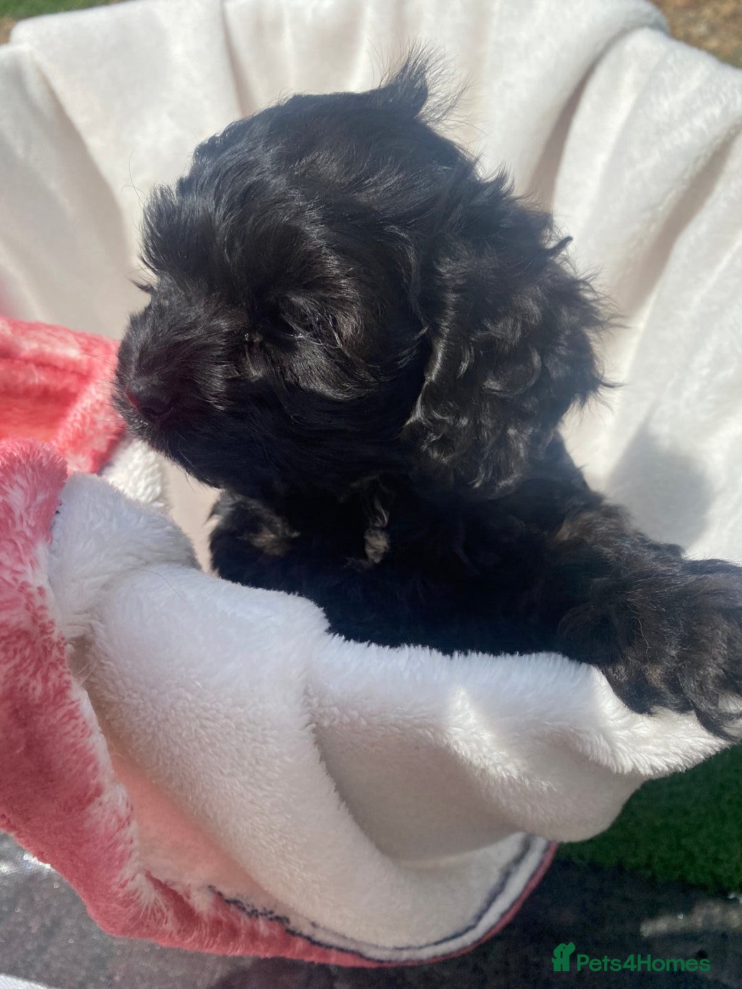 Cockapoo dogs for sale: American cockapoos rare green eyes phantoms - Image 12