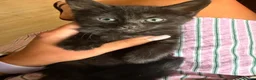 Maine Coon cats for sale: Full breed Maine Coon kittens 😸  - Advert 4