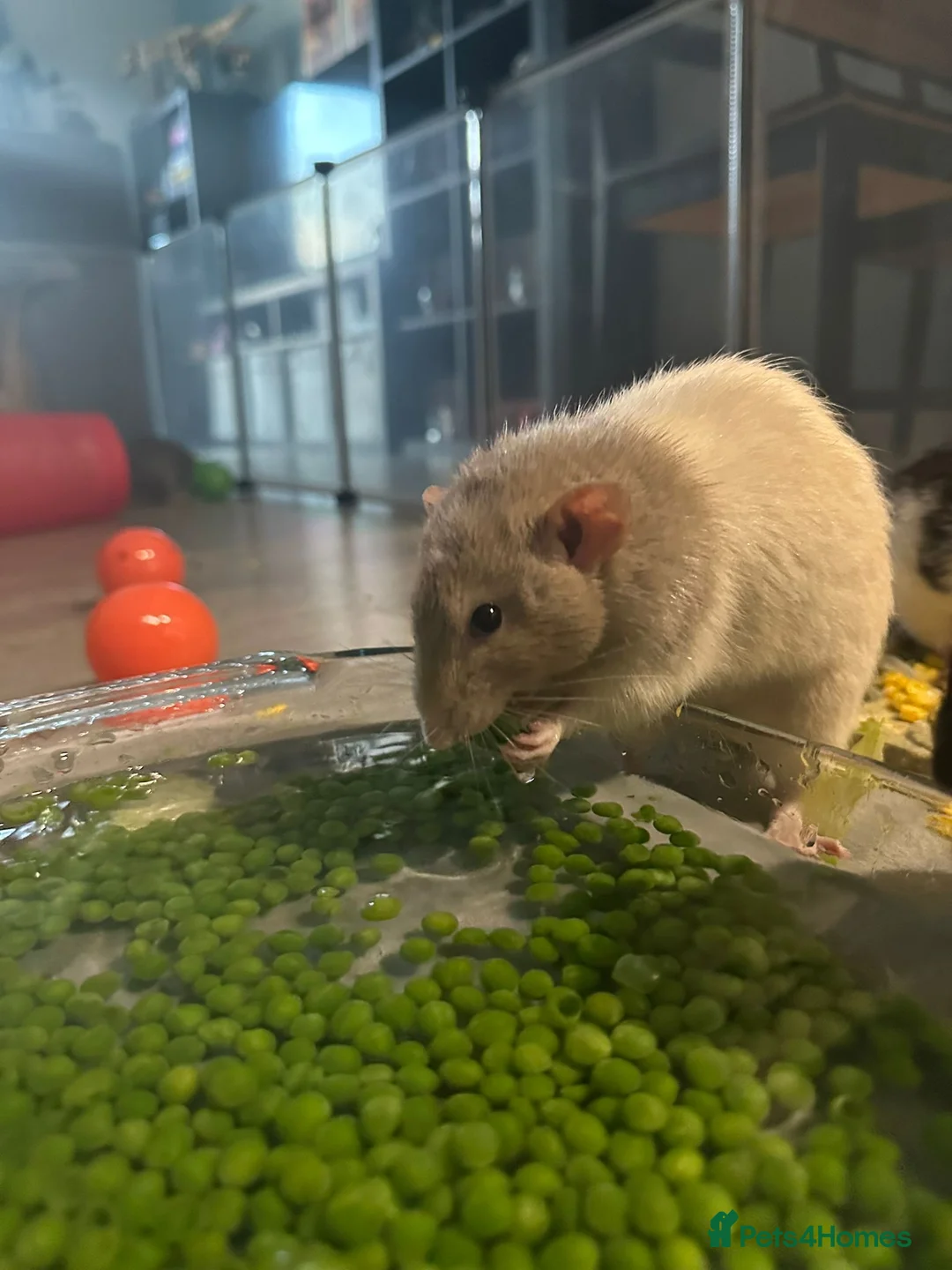 Rat rodents for sale: Male rats for rehoming - Advert 11