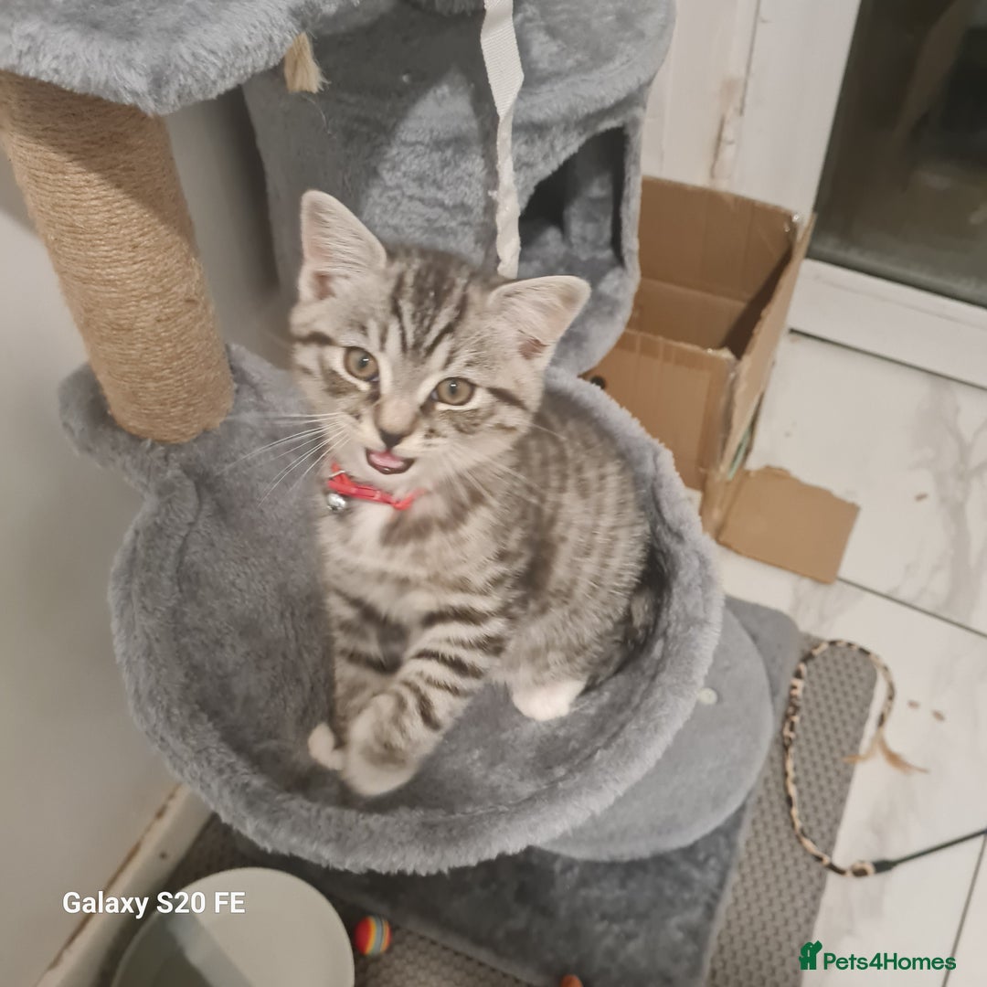 Scottish Fold cats for sale: Scottish fold cross  - Advert 3