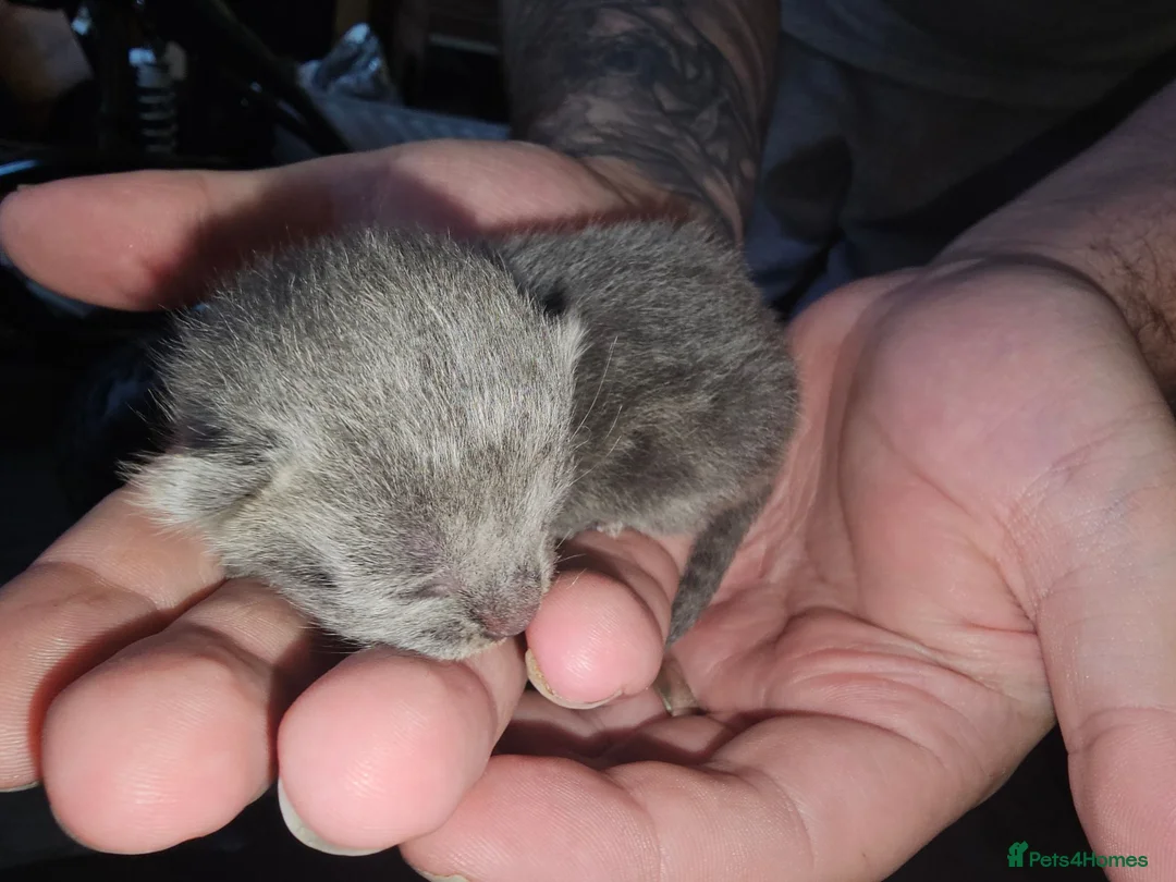 Mixed Breed cats for sale: 4 stunning kittens - Advert 32
