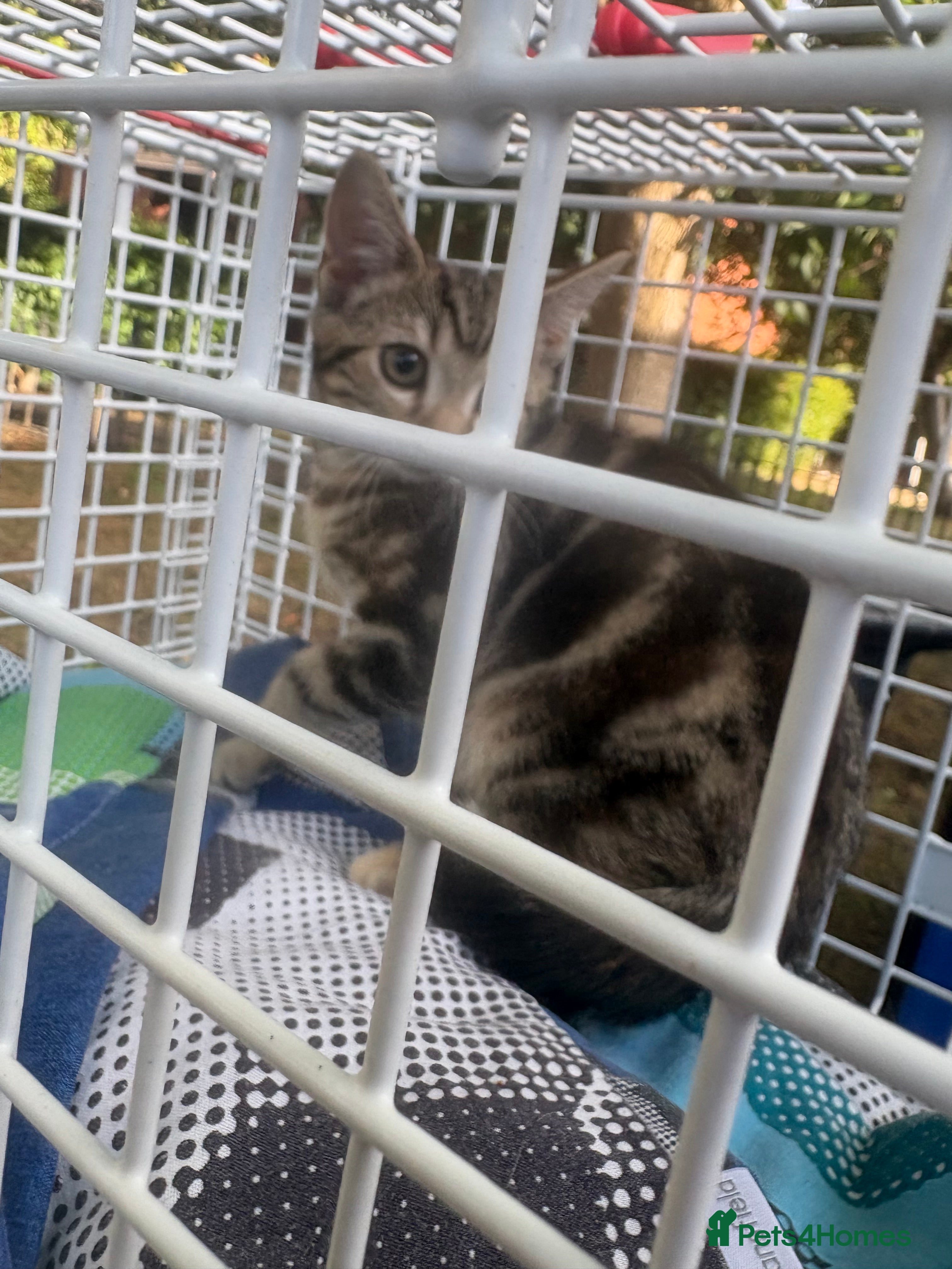 Mixed Breed cats Rescue cats and kittens  - Advert 2