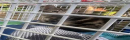 Mixed Breed cats for sale: Rescue cats and kittens  - Advert 1