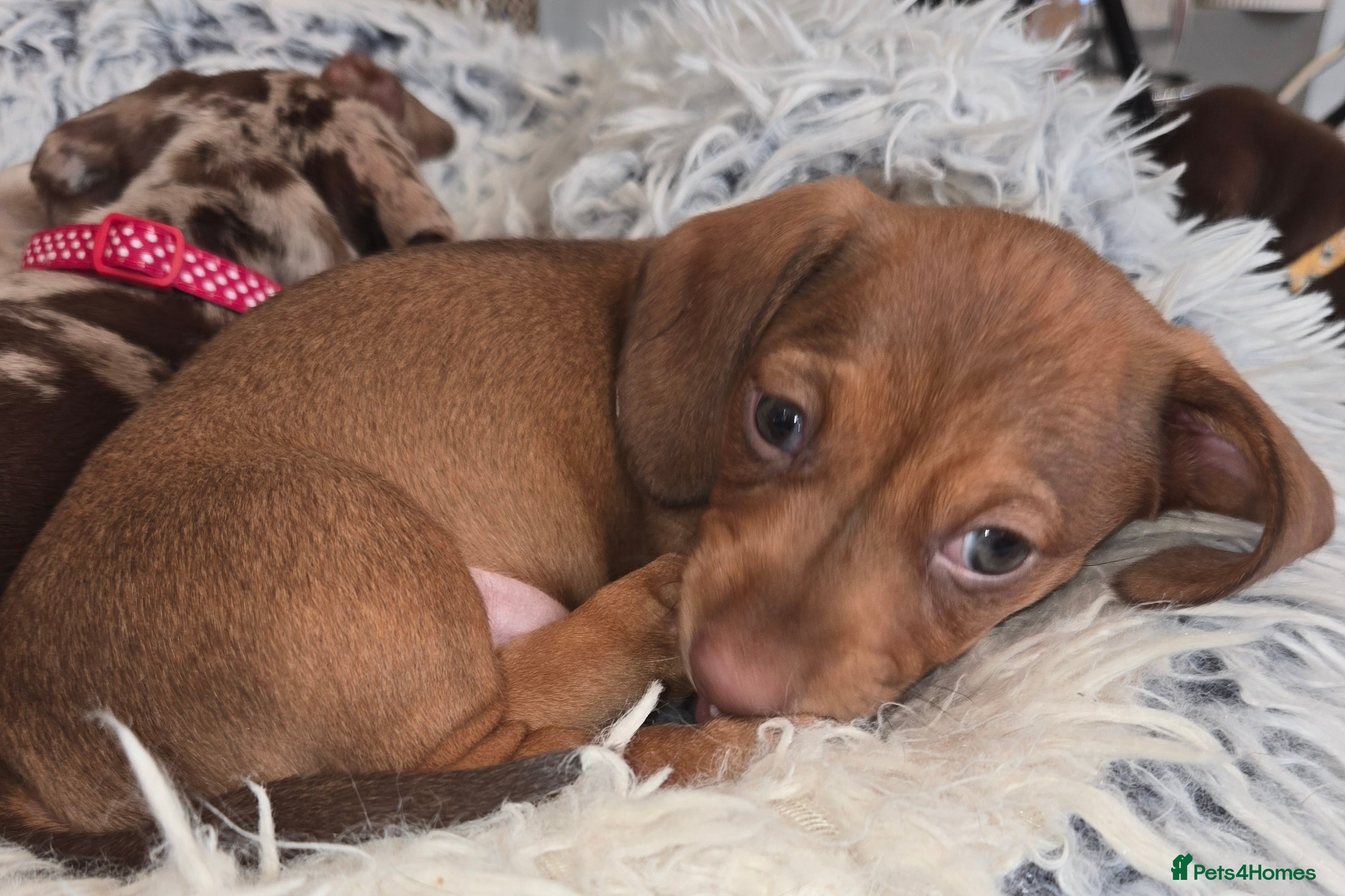 Dachshund dogs Beautiful KC REG dachshund pups - Advert 1