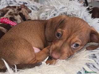Dachshund dogs Beautiful KC REG dachshund pups - Advert 6