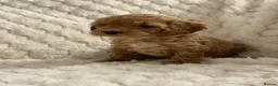 Cockapoo dogs for sale: ❤️COCKAPOO PUPPIES F1B❤️ - Advert 3