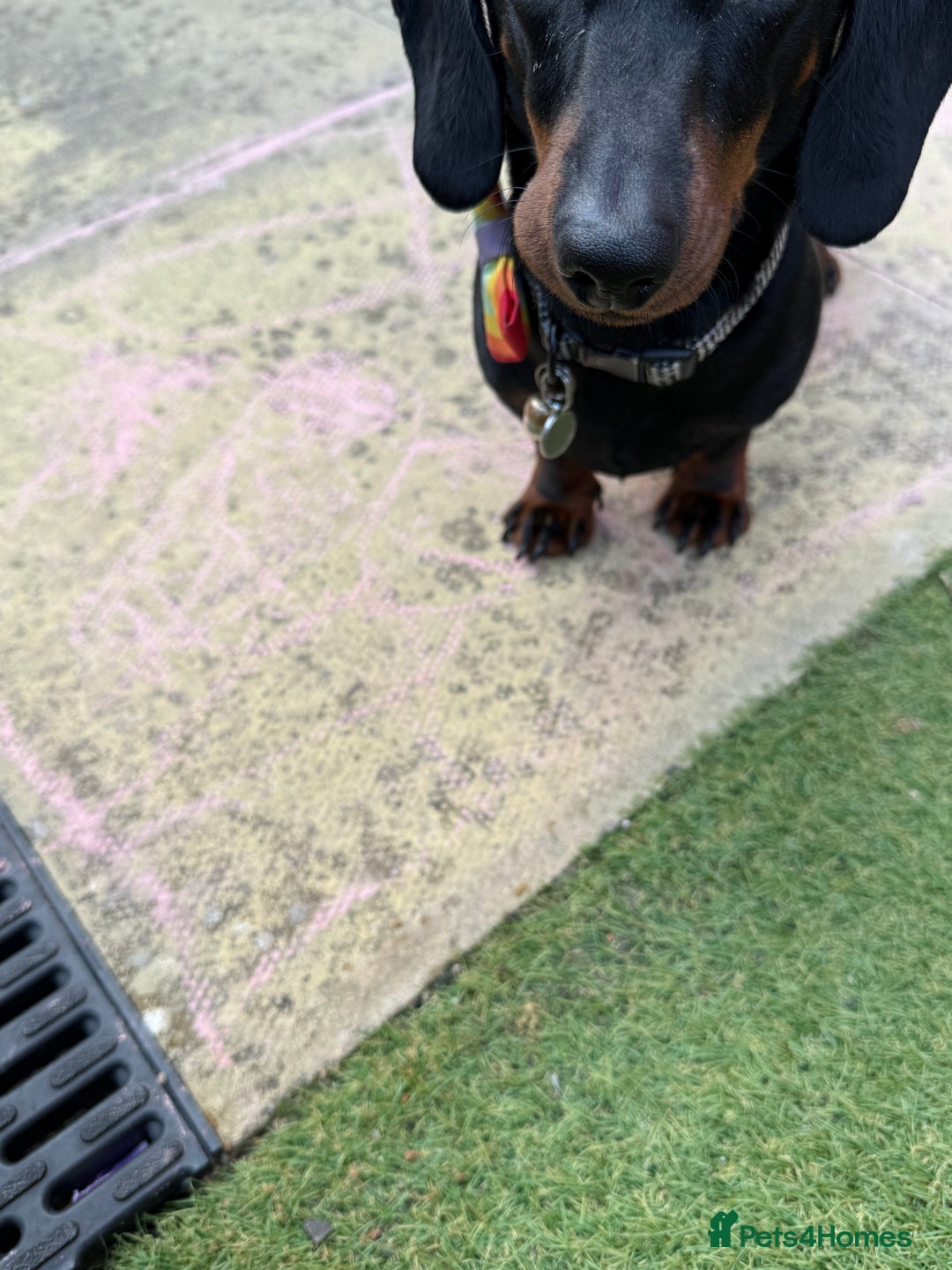 Miniature Dachshund dogs for sale: Energetic 2 year old minature dachshund  - Image 5