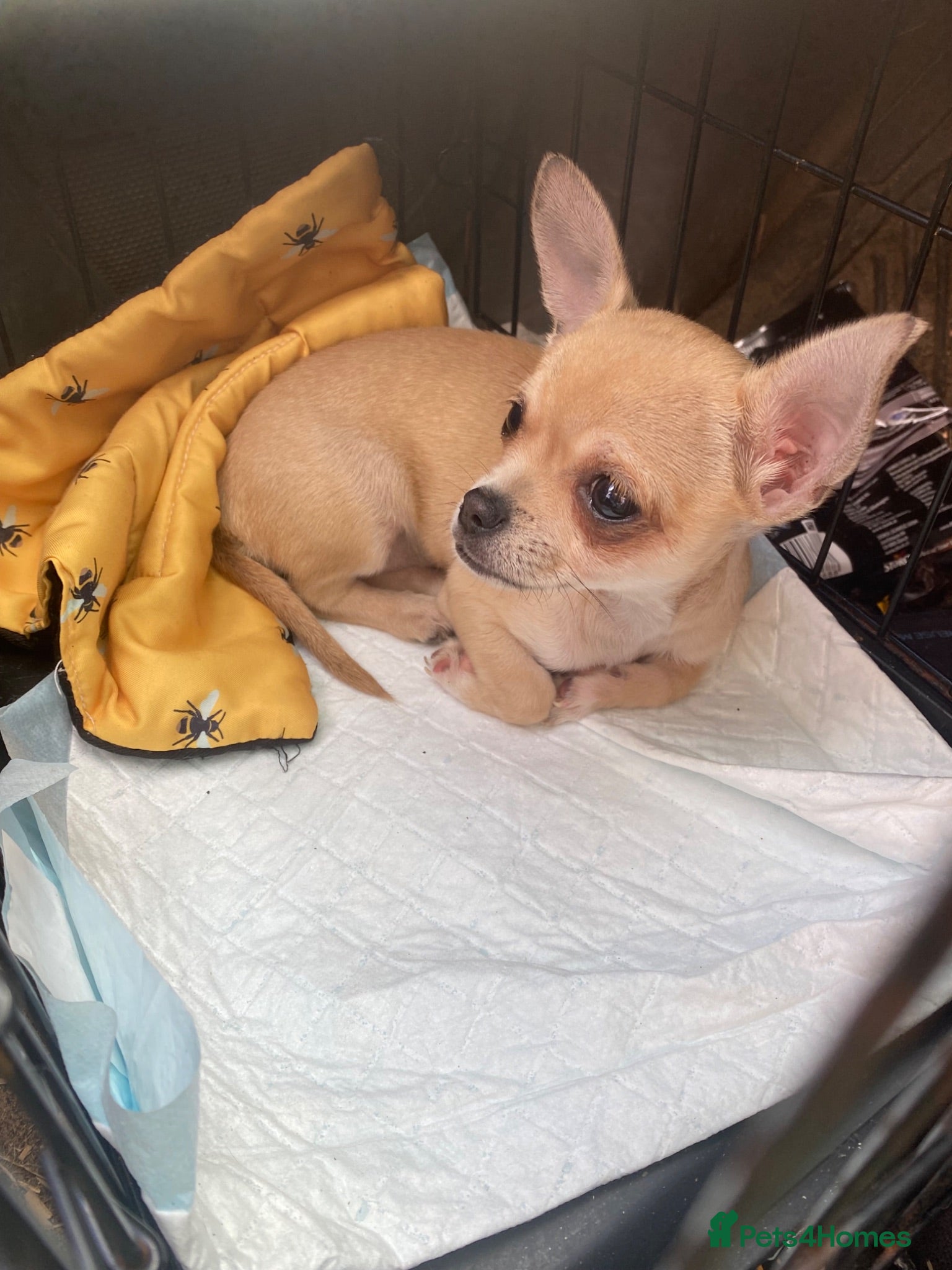 Chihuahua dogs Ready NOW for viewing/collection.  - Advert 6