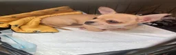 Chihuahua dogs for sale: Ready NOW for viewing/collection.  - Advert 1