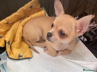 Chihuahua dogs FEMALE PUPPY AVAILABLE - Advert 6