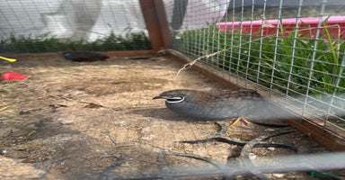 Quail poultry - Advert 19