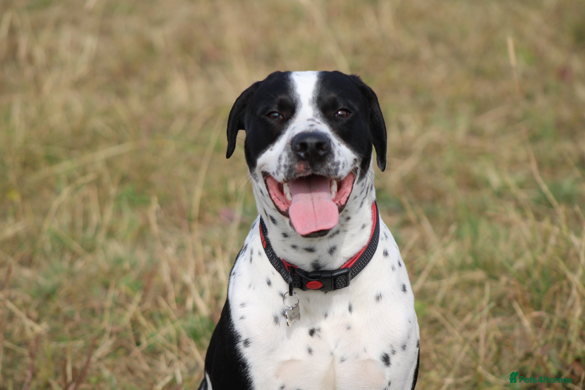 Mixed Breed dogs 10/11month old dog for rehoming  - Advert 5