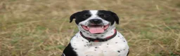 Mixed Breed dogs for sale: 10/11month old dog for rehoming  - Advert 1