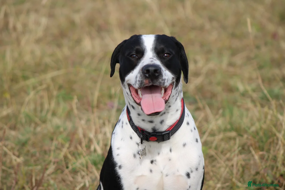 Mixed Breed dogs for sale: 10/11month old dog for rehoming  - Advert 1