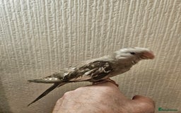 Cockatiels birds for sale: Tame cockatiel chicks  - Image 5