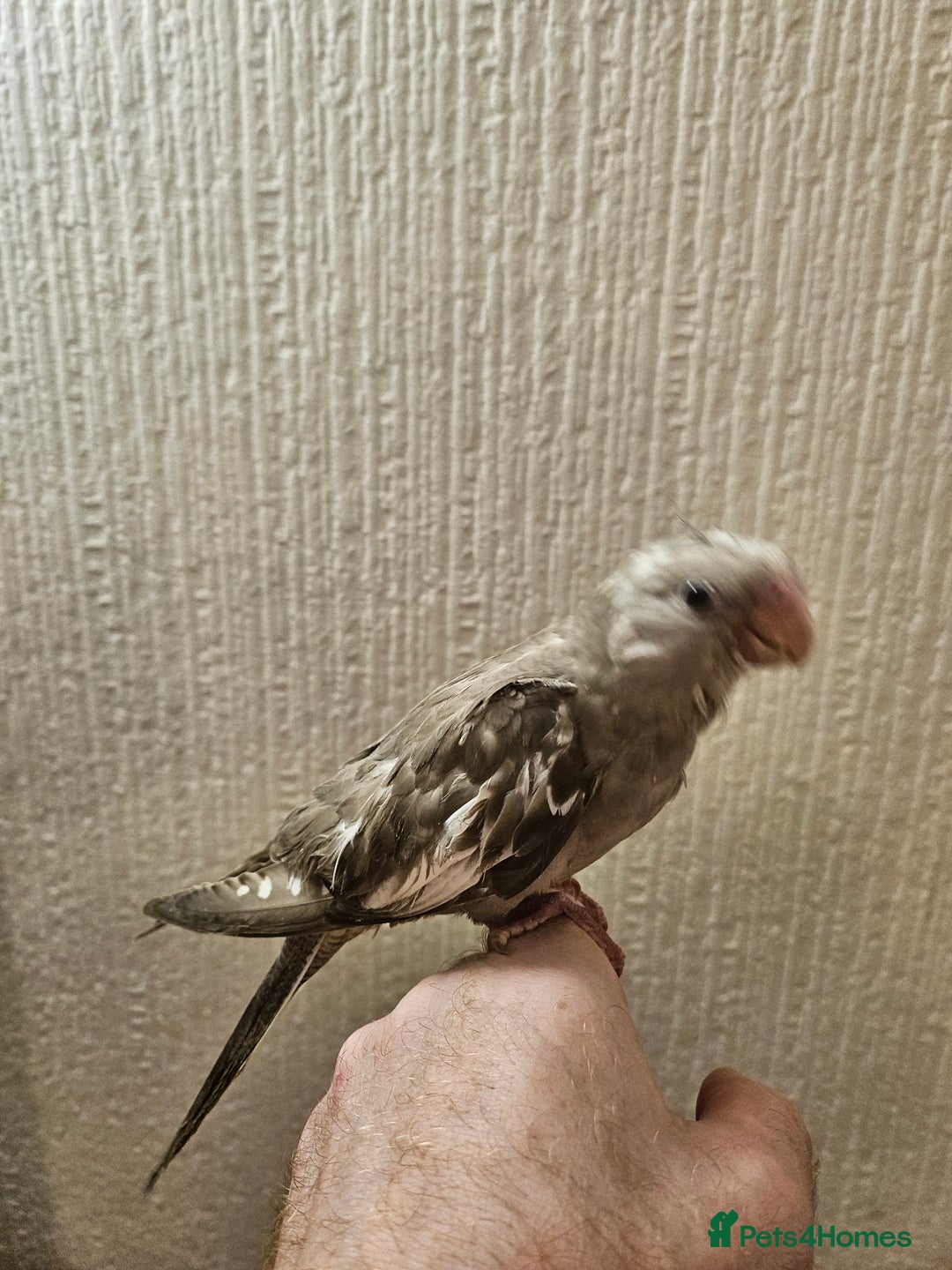 Cockatiels birds for sale: Tame cockatiel chicks  - Image 5