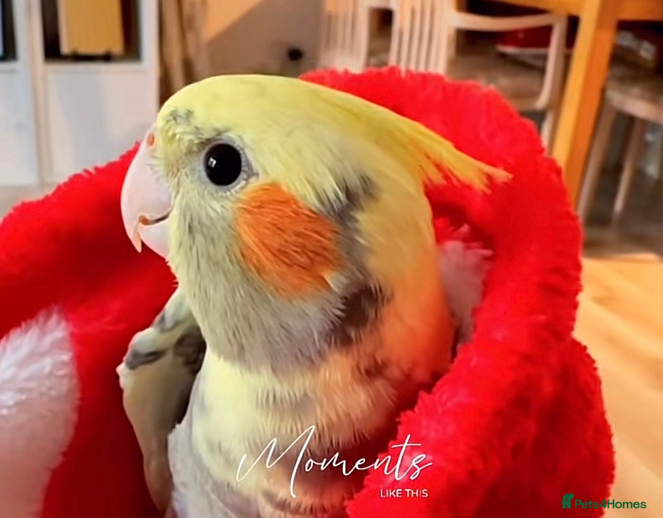 Cockatiels birds Carolina cockatiels - Advert 4