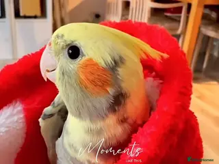 Cockatiels birds Carolina cockatiels - Advert 14