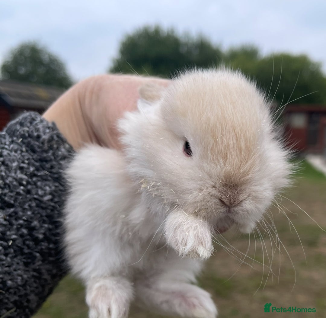 Mini Lop rabbits for sale: Baby mini lops ready to reserve !! - Image 31