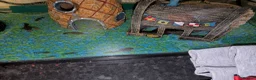 Plecos fish for sale: Baby bristlenose plecos  in Tiverton - Advert 1