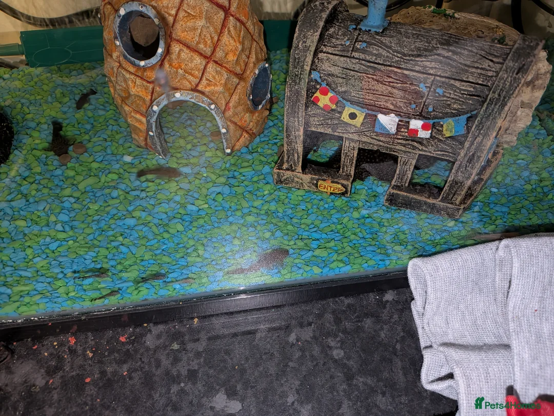 Plecos fish for sale: Baby bristlenose plecos  in Tiverton - Advert 1