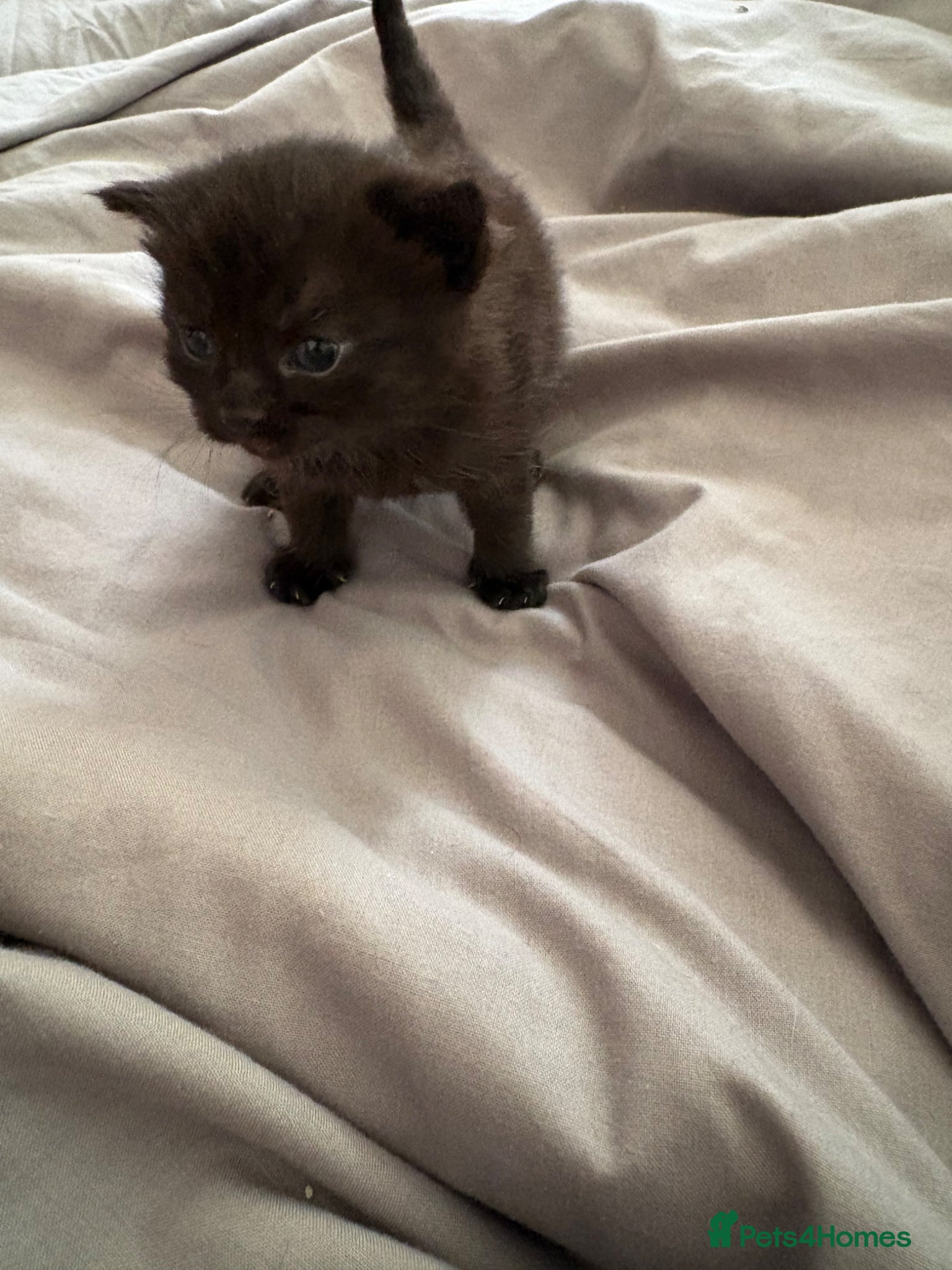 Mixed Breed cats for sale: 2 beautiful female kittens - Advert 6