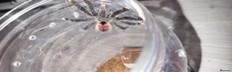 Spiders invertebrates for sale: Avic Jurensis in Shoreham-by-Sea - Advert 3