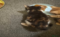 Mixed Breed cats for sale: Kittens for sale  - Image 8