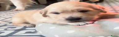Golden Retriever Puppy 1