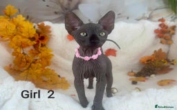 Sphynx cats for sale: 7 adorable Sphynx  looking for their forever home - Image 6
