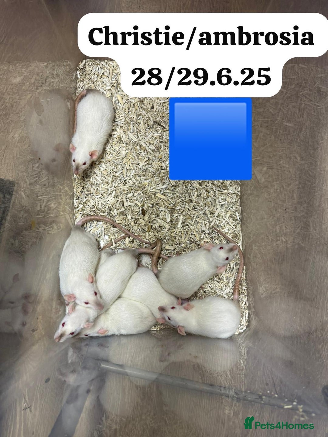 Rat rodents for sale: Baby and young rats ready now. Sheffield - Image 8