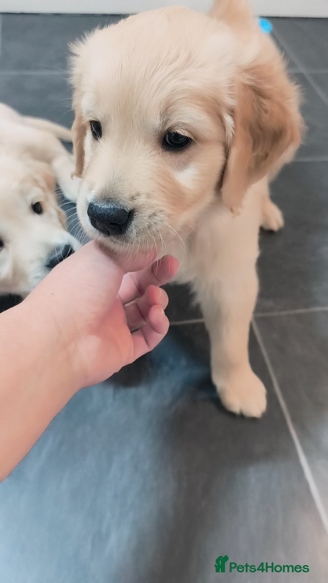 Golden Retriever dogs for sale: Gorgeous golden retriever puppies 🐕 - Advert 27