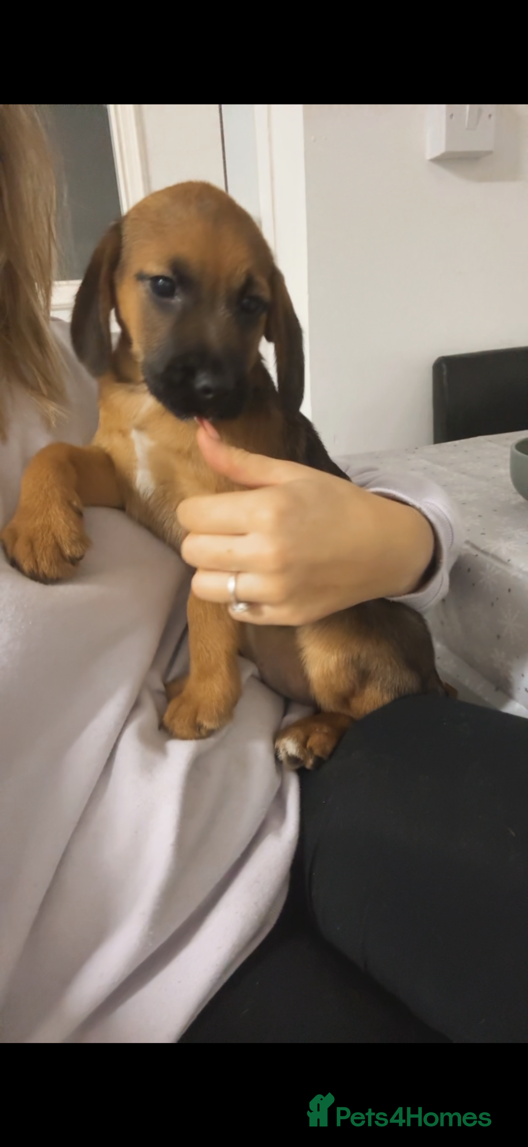 Mixed Breed dogs for sale: Borders - 2 dog pups left *reduced* - Advert 3