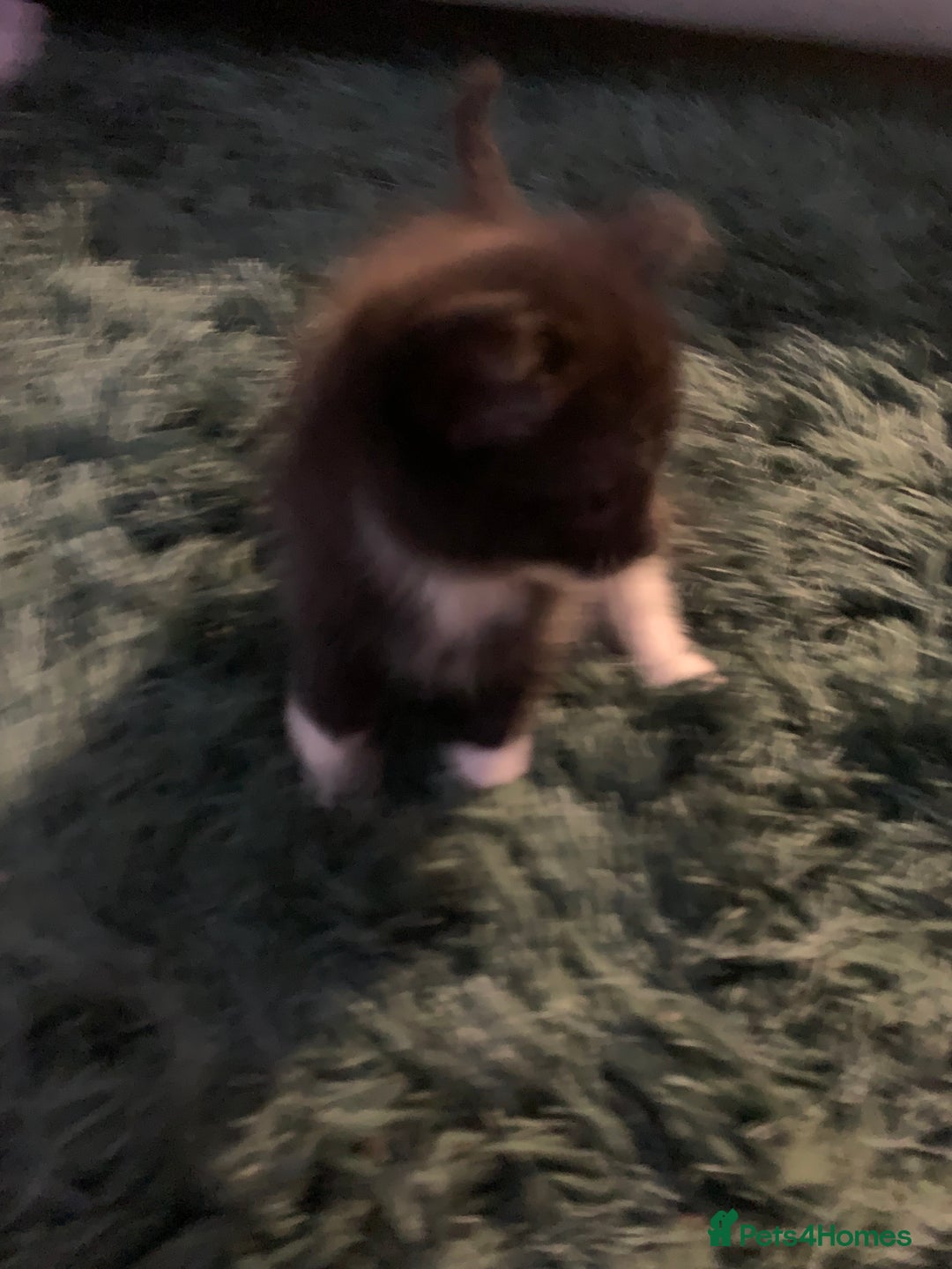 Mixed Breed cats for sale: Kittens  - Advert 8