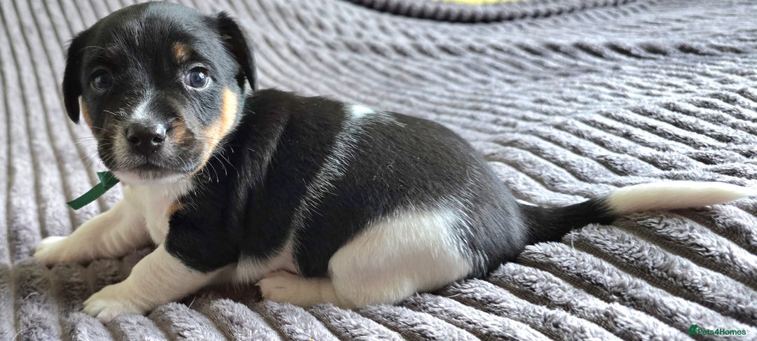 Jack Russell dogs for sale: 🐶 Jack Russell Puppies  – 4 Females & 1 Male 🐶 - Image 3