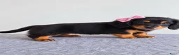 Miniature Dachshund dogs for sale: Beautiful miniature long haired dachshund female - Advert 4