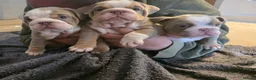 English Bulldog dogs for sale: 3 beautiful tri colour female bull dogs in Bishop Auckland - Advert 5