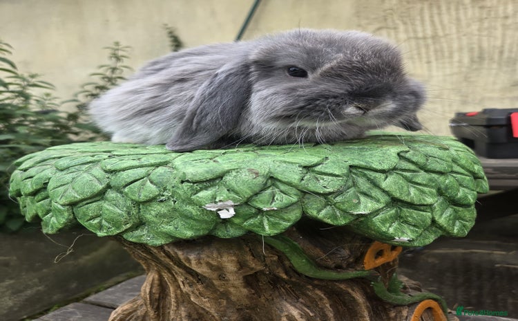 Mini Lop rabbits - Advert 4