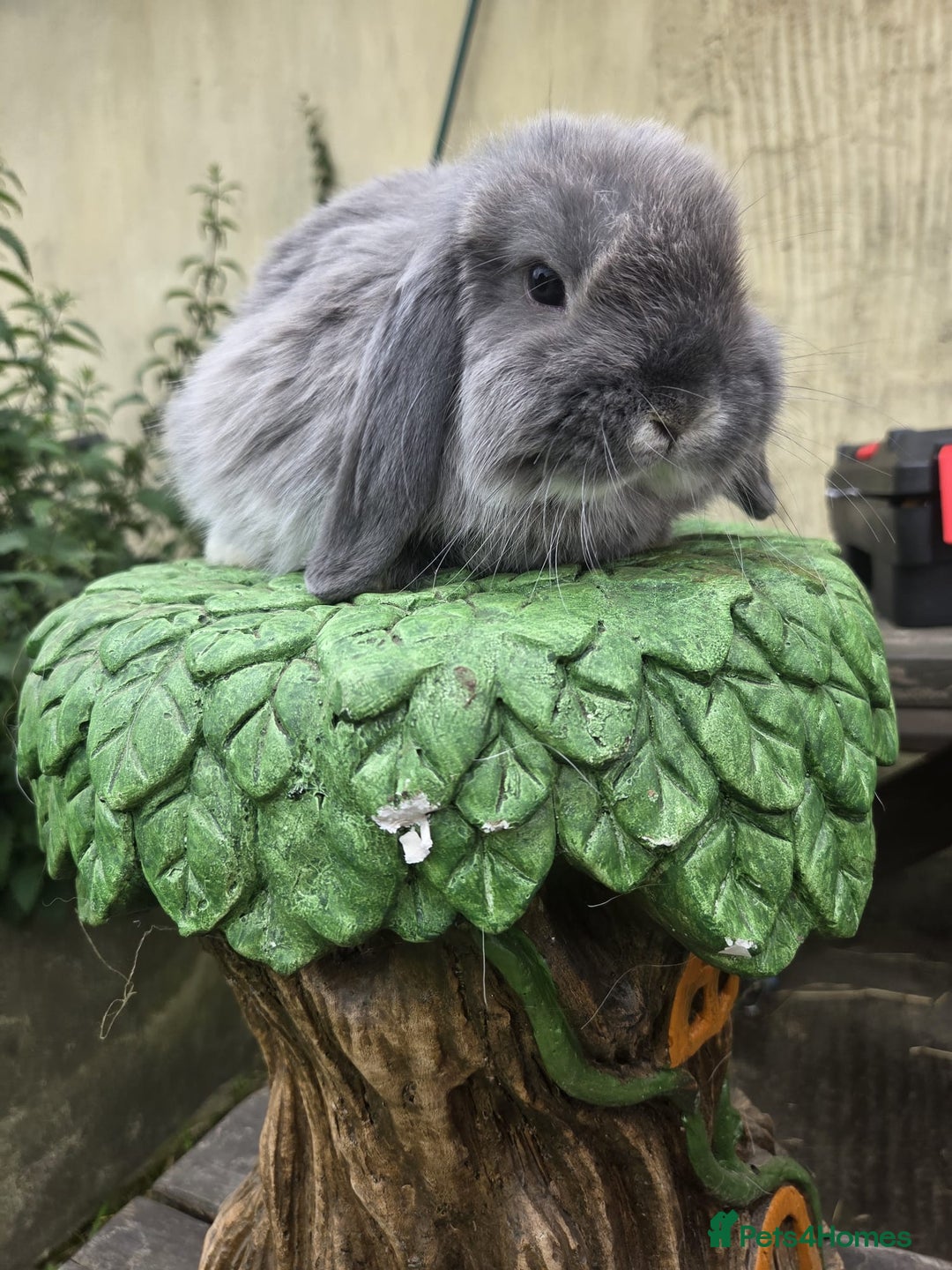 Mini Lop rabbits for sale: Lilac fox mini lop boy - Image 1