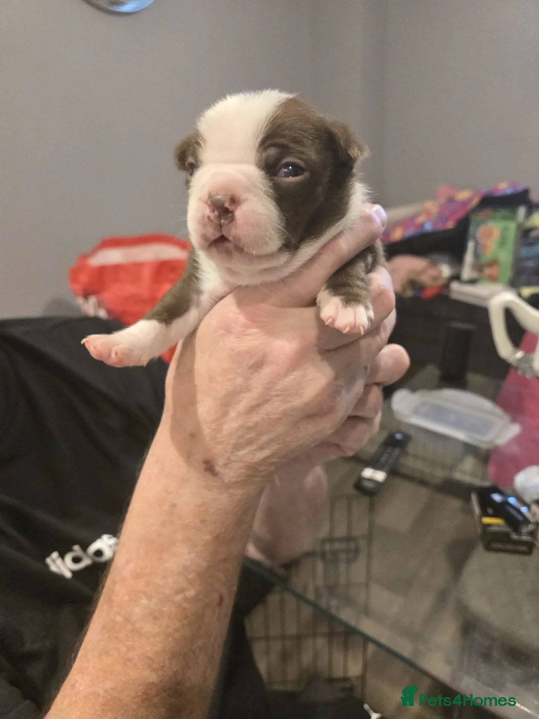 Boston Terrier dogs for sale: BEAUTIFUL BOSTON TERRIER PUPS  - Advert 35