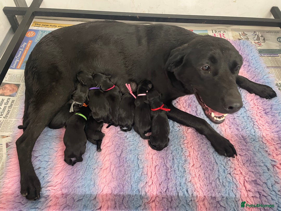 Labrador Retriever dogs for sale: working male black lab puppies  - Image 5