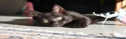 Mixed Breed cats for sale: Two Gorgeous Black Kittens Looking for Loving Home - Advert 3